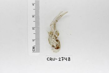 Media type: image;   Invertebrate Zoology CRU-2748 Description: Preserved specimen.;